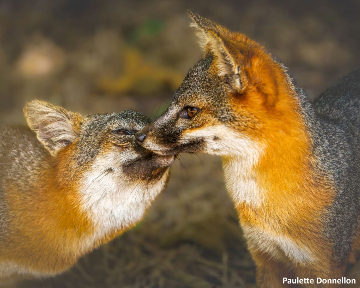 A close-up of two Island foxes. One has its face nuzzled in the other's.